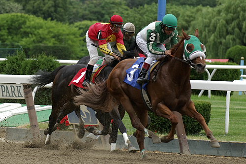horses_DSC0728w