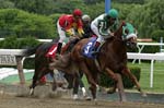horses_DSC0728w