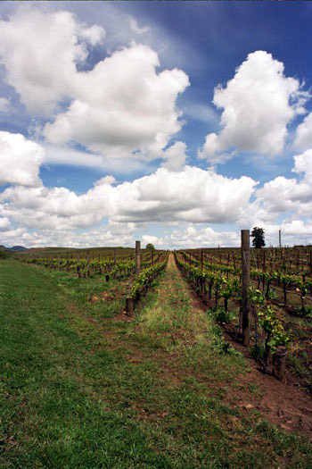 carneros2