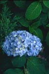 flower400