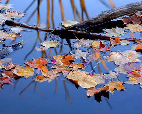 leaves_DSC5537w