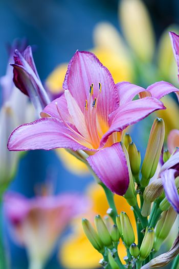 pink_flower_DSC2729w